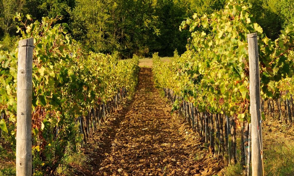 Filari di un vigneto in autunno, contesto dei percorsi di visita e delle targhette in cantina